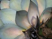 succulents-plants-leaves-macro-143123.jpg