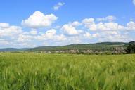 barley-field-sky-clouds-nature-408219.jpg