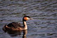 bird-feathers-swimming-fly-wings-114121.jpg