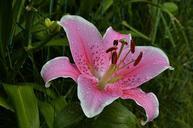 lily-stargazer-floral-nature-561120.jpg