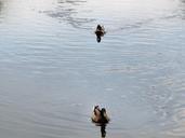 ducks-birds-wild-birds-hybrid-508294.jpg