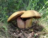 power-shaft-witches-suillus-mushroom-62861.jpg