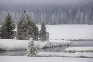 Bald_eagle_along_the_Gibbon_River.jpg