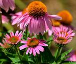 cone-flowers-purple-floral-garden-1624684.jpg