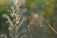 spider-web-home-cobweb-sun-morning-216688.jpg