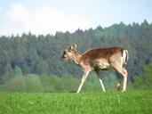 deer-animal-wildlife-nature-354694.jpg