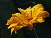 Daisy with raindrops.jpg