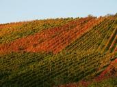 vineyard-vines-autumn-wine-nature-341135.jpg