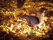 squirrel-animals-nager-creature-619750.jpg