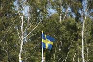 birch-sweden-flag-swedish-899553.jpg