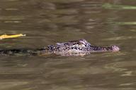 alligator-swamp-bayou-animal-169124.jpg