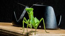 praying-mantis-fishing-locust-green-190179.jpg