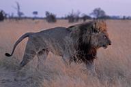 lion-botswana-savuti-predator-673085.jpg