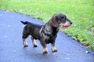 pet-cute-animal-dachshund-puppy-316470.jpg