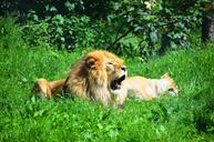 lion-wild-animals-animal-sleep-359242.jpg