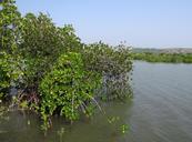 mangroves-vegetation-estuary-632698.jpg