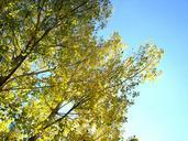 tree-organic-agriculture-outdoors-63670.jpg