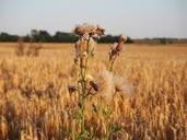 weeds-barley-barley-field-1020830.jpg