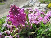 alpine-flower-flowers-flower-333902.jpg