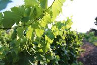 vines-provence-light-402244.jpg