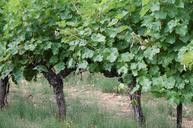 vines-grapes-vineyard-166256.jpg