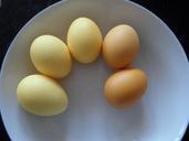 easter-eggs-egg-colored-yellow-96361.jpg