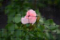 fence-grid-pink-rose-nature-547502.jpg