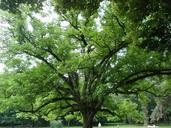 tree-leaf-landscape-648842.jpg