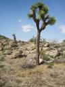 joshua-tree-desert-landscape-545485.jpg