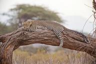 leopard-safari-africa-kenya-163035.jpg