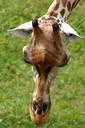 giraffe-africa-safari-head-zoo-579955.jpg