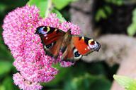 peacock-peacock-butterfly-butterfly-453925.jpg