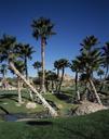 golf-course-trees-palms-green-721186.jpg