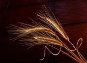 barley-dried-grass-cereal-grain-676551.jpg