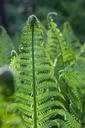 fern-ostrich-fern-1194383.jpg