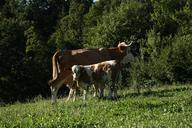 cow-animal-farm-cattle-nature-546222.jpg