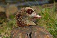 goose-nile-goose-bird-waterfowl-1506793.jpg