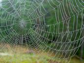 spider-web-rain-drops-wet-autumn-1003537.jpg