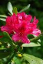 rhododendron-flowers-inflorescence-474345.jpg