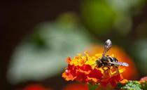 bee-flower-nectar-spring-insect-626467.jpg