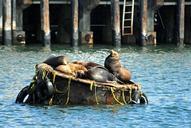 california-sea-lions-buoy-harbor-139007.jpg