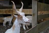 goat-zoo-billy-goat-horns-1586069.jpg