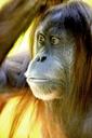 orang-utan-monkey-forest-human-1341283.jpg