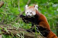 Red Panda (29744514035).jpg