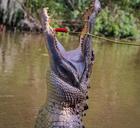 alligator-american-alligator-gator-440129.jpg