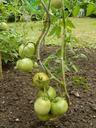 tomatoes-garden-food-406541.jpg