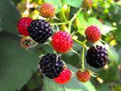 berries-raspberries-fruits-food-301706.jpg