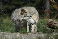 wolf-nature-animal-652899.jpg