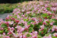 wild-flowers-grassland-park-1527320.jpg