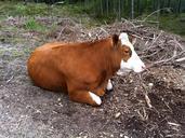 cow-animal-rest-nature-agriculture-536245.jpg